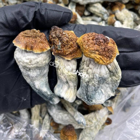 Yeti Mushrooms 1kg AAA+